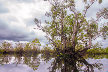 Lake Dayu with Unique Plants on it, located in Dayu Village, East Barito, Central Kalimantan, Indonesia