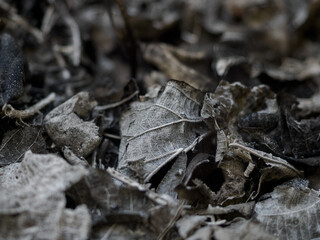 Dry leaves are burnt black and the fibers are visible.