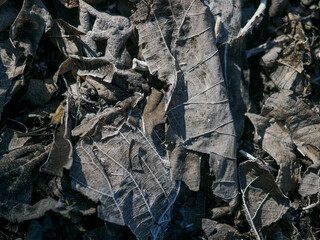 Dry leaves are burnt black and the fibers are visible.