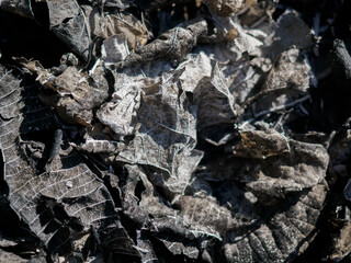 Dry leaves are burnt black and the fibers are visible.