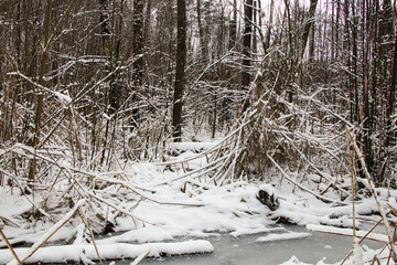 Landscape of frozen stream in dense winter snowy forest on sunny day