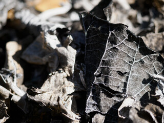 Dry leaves are burnt black and the fibers are visible.