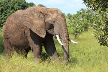 Obraz premium Afrikanischer Elefant / African elephant / Loxodonta africana