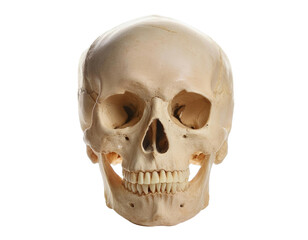 Fototapeta premium Skull human isolated on transparent background