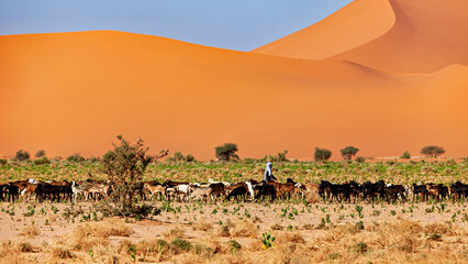 Tuareg Goat Herder in the Sahara Desert in Algeria
