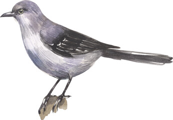 Northern Mockingbird. 
Watercolor hand drawing painted illustration.