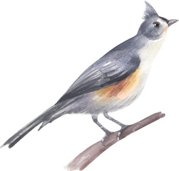 Tufted Titmouse. 
Watercolor hand drawing painted illustration.