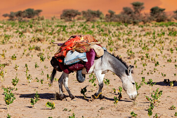Donkeys of the Tuareg in the Sahara Desert in Algeria