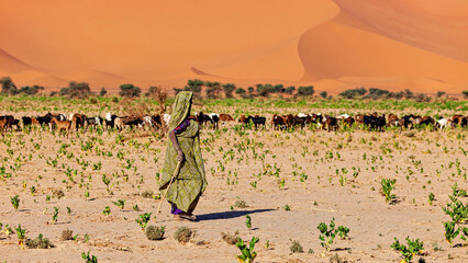 Tuareg Goat Herder in the Sahara Desert in Algeria
