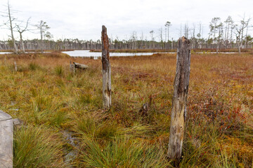 Fototapeta premium swamp landscape with two charred wooden posts in the foreground surrounded by grass and bushes and a small expanse of water in the background.