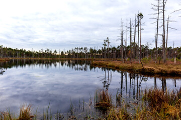Fototapeta premium a swamp lake with reflections surrounded by bare trees and low vegetation.