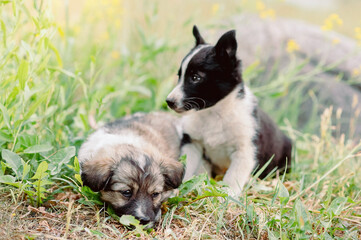 Adoptable puppies wait patiently in green meadow, adoptable charm glowing in gentle eyes, adoptable innocence capturing the essence of unconditional love and companionship