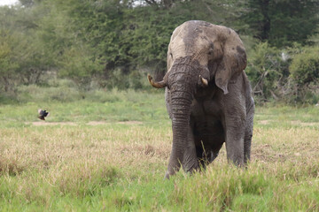 Obraz premium Afrikanischer Elefant im Schlamm / African elephant in the mud / Loxodonta africana