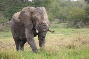 Fototapeta premium Afrikanischer Elefant im Schlamm / African elephant in the mud / Loxodonta africana
