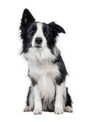 Charismatic typical black and white young adult Border Collie dog, sitting up facing front. Looking...