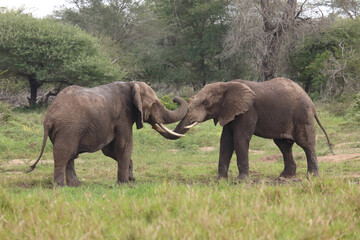 Fototapeta premium Afrikanischer Elefant / African elephant / Loxodonta africana.