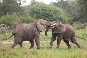 Fototapeta premium Afrikanischer Elefant / African elephant / Loxodonta africana.