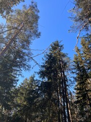 Tall Evergreen Trees Against a Clear Blue Sky in Winter