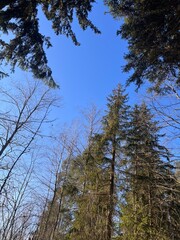 Obraz premium Tall Evergreen Trees Against a Clear Blue Sky in Winter