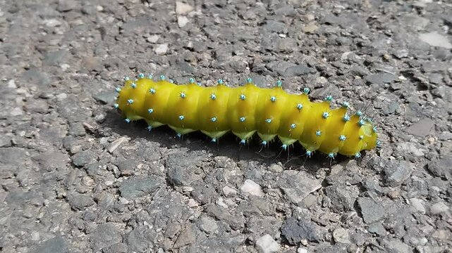 Chenille Grand Paon de Nuit sur la route. Plus grand papillon d'Europe.