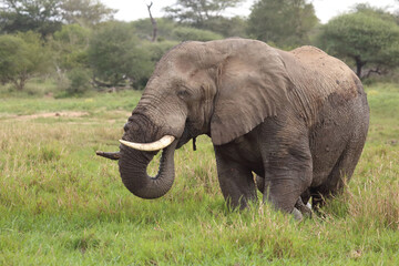 Fototapeta premium Afrikanischer Elefant im Schlamm / African elephant in the mud / Loxodonta africana