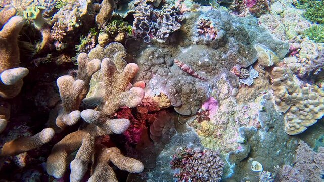 Indian lizardfish on a coral reef in Indonesia.