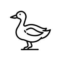 duck isolated on white background