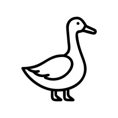 duck isolated on white background