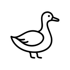 duck isolated on white background