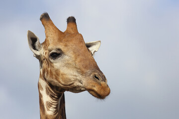 Giraffe / Giraffe / Giraffa camelopardalis