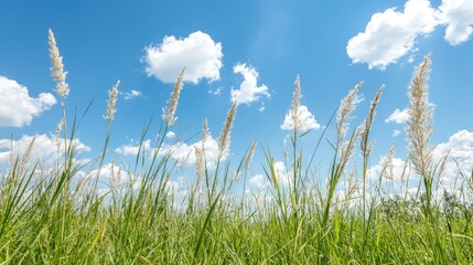 Fototapeta premium Sunny day, tall grass field, blue sky, fluffy clouds, nature background, perfect for websites