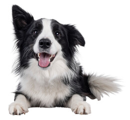 Charismatic typical black and white young adult Border Collie dog, laying down facing front. Looking happy straight to camera with mouth open. Isolated cutout on a transparent background © Nynke