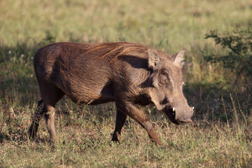 Warzenschwein / Warthog / Phacochoerus africanus