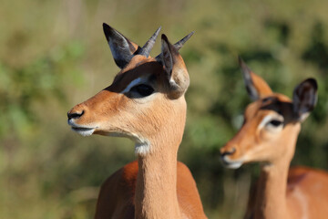 Schwarzfersenantilope / Impala / Aepyceros melampus.