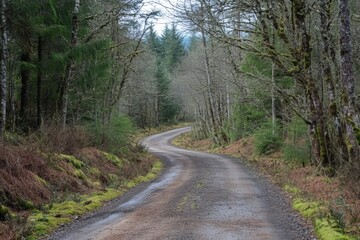 Impact of habitat fragmentation on forest habitats reflected by clearings and barriers visible in a dense woodland environment