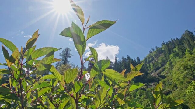 Leaves, close up, pine trees. Bottom view of the trees at the mountain rang in sunny day.