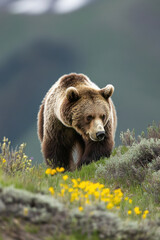 Fototapeta premium Grizzly Bear Coming Over Ridge