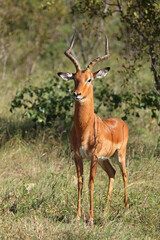 Schwarzfersenantilope / Impala / Aepyceros melampus