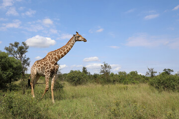 Giraffe / Giraffe / Giraffa camelopardalis