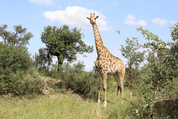 Giraffe / Giraffe / Giraffa camelopardalis