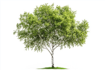 A birch tree isolated on a white background..