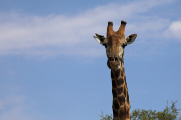 Giraffe / Giraffe / Giraffa camelopardalis