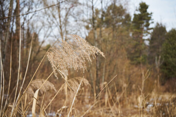 łąka,wysoka trawa,zima 