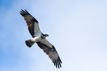 Obraz premium Fischadler im Flug (Pandion haliaetus) 