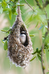 Beutelmeise (Remiz pendulinus) in ihrem Nest  © Karin Jähne