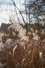 łąka,wysoka trawa,zima  © Marcin Łazarczyk
