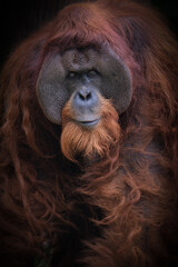 Sumatran orangutans are critically endangered apes, native to Sumatra, Indonesia. They are smaller...