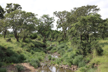 Afrikanischer Busch - Krügerpark - Silolweni River / African Bush - Kruger Park - Silolweni River /