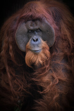 Sumatran orangutans are critically endangered apes, native to Sumatra, Indonesia. They are smaller than their Bornean cousins, with longer hair and a more arboreal lifestyle,21 February 2025 Indonesia