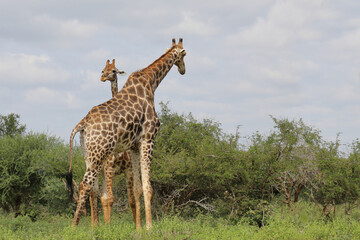 Giraffe / Giraffe / Giraffa camelopardalis